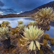 KOLUMBIEN_Paramo-Landschaft mit Frailejones - Mönchsgewächsen - im Nationalpark Sierra Nevada del Cocuy.jpg